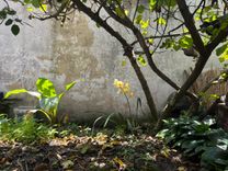 Jardín con flores amarillas