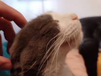 Los peldaños de Simona